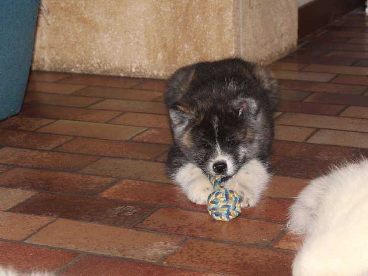 Chiots Akita Inu inscrits au LOF à vendre