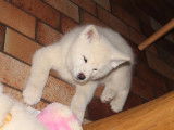 Chiots Akita Inu inscrits au LOF à vendre
