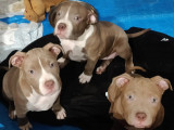 Chiots American Bully standard ABKC à vendre