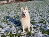 Mâle Berger Blanc Suisse LOF disponible pour saillie