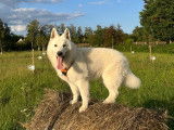 Mâle Berger Blanc Suisse LOF disponible pour saillie