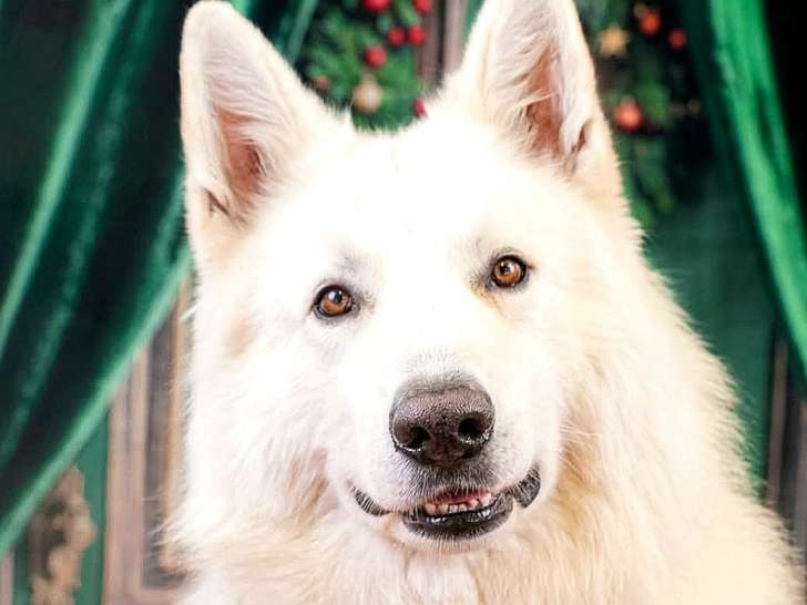 Mâle Berger Blanc Suisse LOF disponible pour saillie