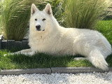 Mâle Berger Blanc Suisse LOF disponible pour saillie