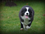 Chiots Border Collie à vendre