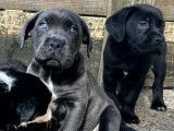 Chiots Cane Corso LOF à vendre