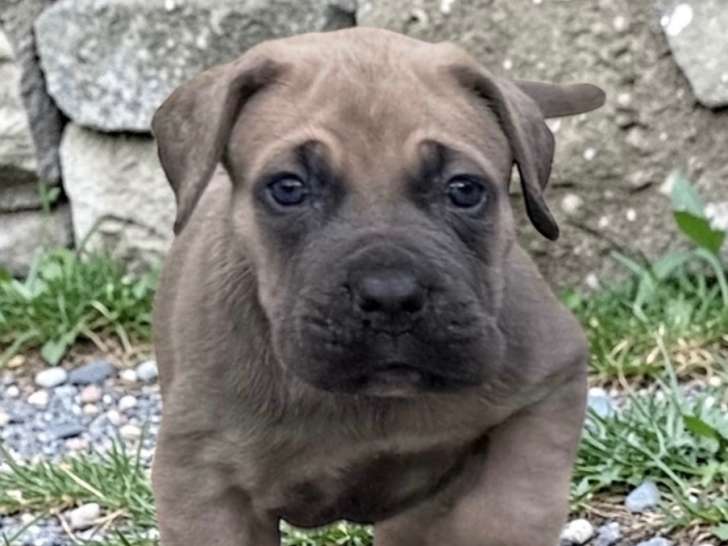 Chiots Cane Corso LOF à vendre
