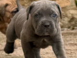 Chiots Cane Corso LOF à vendre