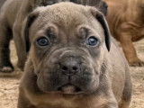 Chiots Cane Corso LOF à vendre