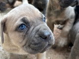 Chiots Cane Corso LOF à vendre