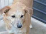 Chienne beige disponible à l'adoption