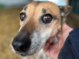 À adopter, chien fauve charbonné