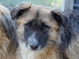 Chien marron et blanc disponible à l'adoption