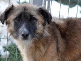Chien marron et blanc disponible à l'adoption