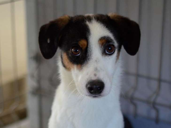 Disponible à l'adoption : chienne tricolore