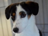 Disponible à l'adoption : chienne tricolore