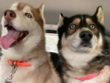 Disponibles à l'adoption, chiens Husky Sibérien gris et blanc