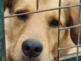 En quête d’un foyer, chien fauve