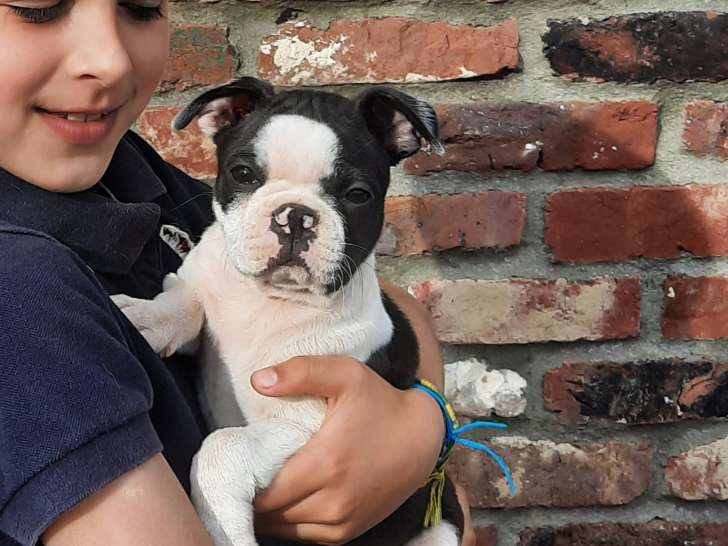 Chiots Boston Terrier à vendre
