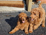 Chiots de race Caniche à vendre (2 mâles)