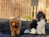 Chiots de race Caniche à vendre (2 mâles)