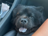 Adorable mâle Chow Chow de 4 ans disponible pour saillie