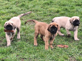 Chiots Mastiff LOF à vendre