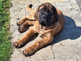 Chiot Mastiff LOF disponible pour adoption