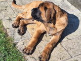 Chiot Mastiff LOF disponible pour adoption