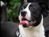 En quête d’un foyer : chien noir et blanc