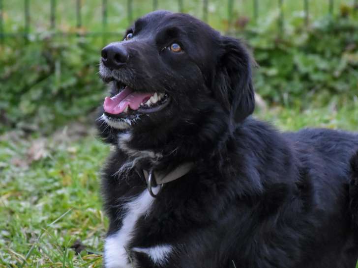 Disponible à l'adoption : chien Border Collie de 2 ans