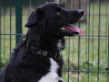 Disponible à l'adoption : chien Border Collie de 2 ans