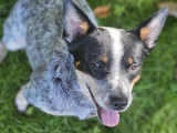 Chienne Bouvier Australien d’un an à adopter