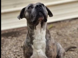 À adopter : chien Cane Corso de 6 ans