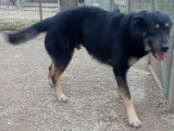 À adopter : chien Beauceron noir et beige