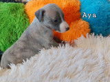 Chiots Whippet LOF à vendre