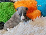 Chiots Whippet LOF à vendre