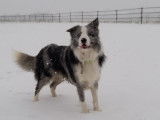 Border Collie recherche femelle pour saillie