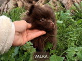 Chiots Spitz Nain LOF à vendre