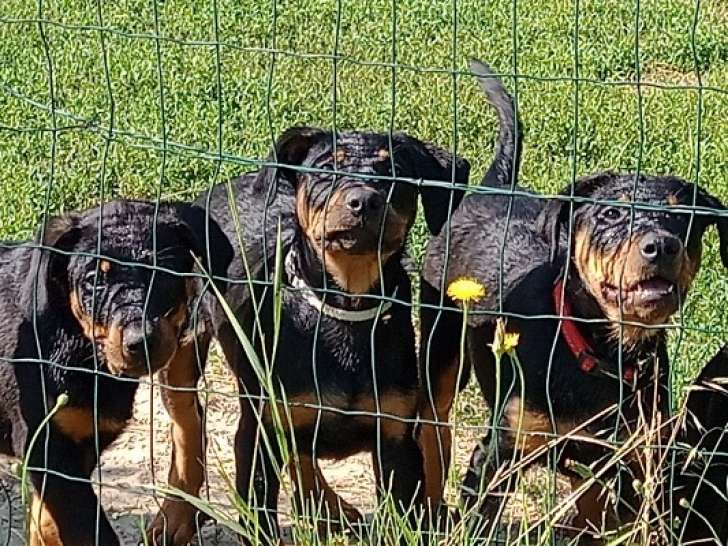 Magnifiques chiots femelles Beauceron LOF à vendre