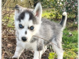 Chiots Husky de Sibérie LOF à vendre