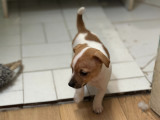 Adorable portée de Jack Russel à vendre