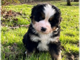 Chiots Bouvier Bernois LOF à vendre