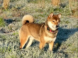 Mâle Shiba Inu disponible pour saillie