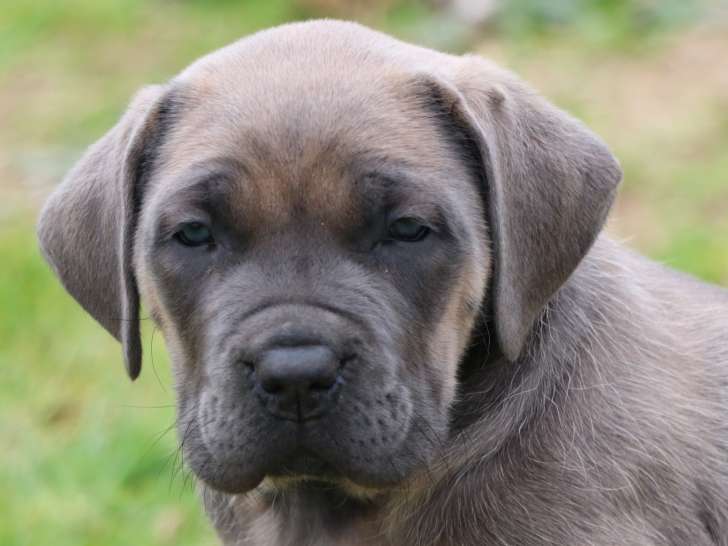 Chiots Cane Corso LOF à réserver
