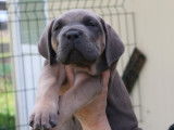 Chiots Cane Corso LOF &agrave; r&eacute;server