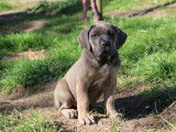 Chiots Cane Corso LOF &agrave; r&eacute;server