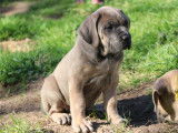 Chiots Cane Corso LOF &agrave; r&eacute;server