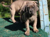 Chiots Cane Corso LOF &agrave; r&eacute;server