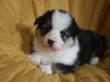 Chiots Corgi Pembroke à vendre
