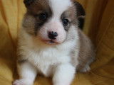 Chiots Corgi Pembroke à vendre
